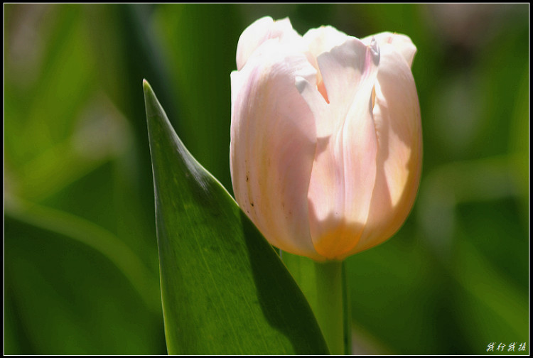 郁金香花卉摆放,郁金香花卉基地