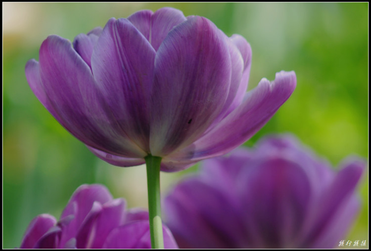 郁金香花卉摆放,郁金香花卉基地
