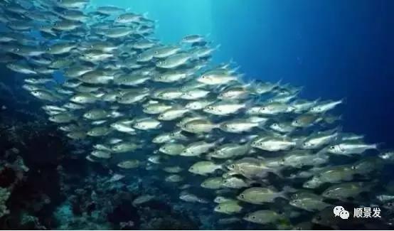 天下渔仓有机鱼,天下渔仓椒江店地址