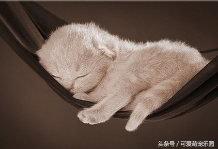 用心爱护小猫,用心照顾小猫咪