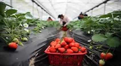 成都海棠花景区,西南最大的海棠花基地在哪里