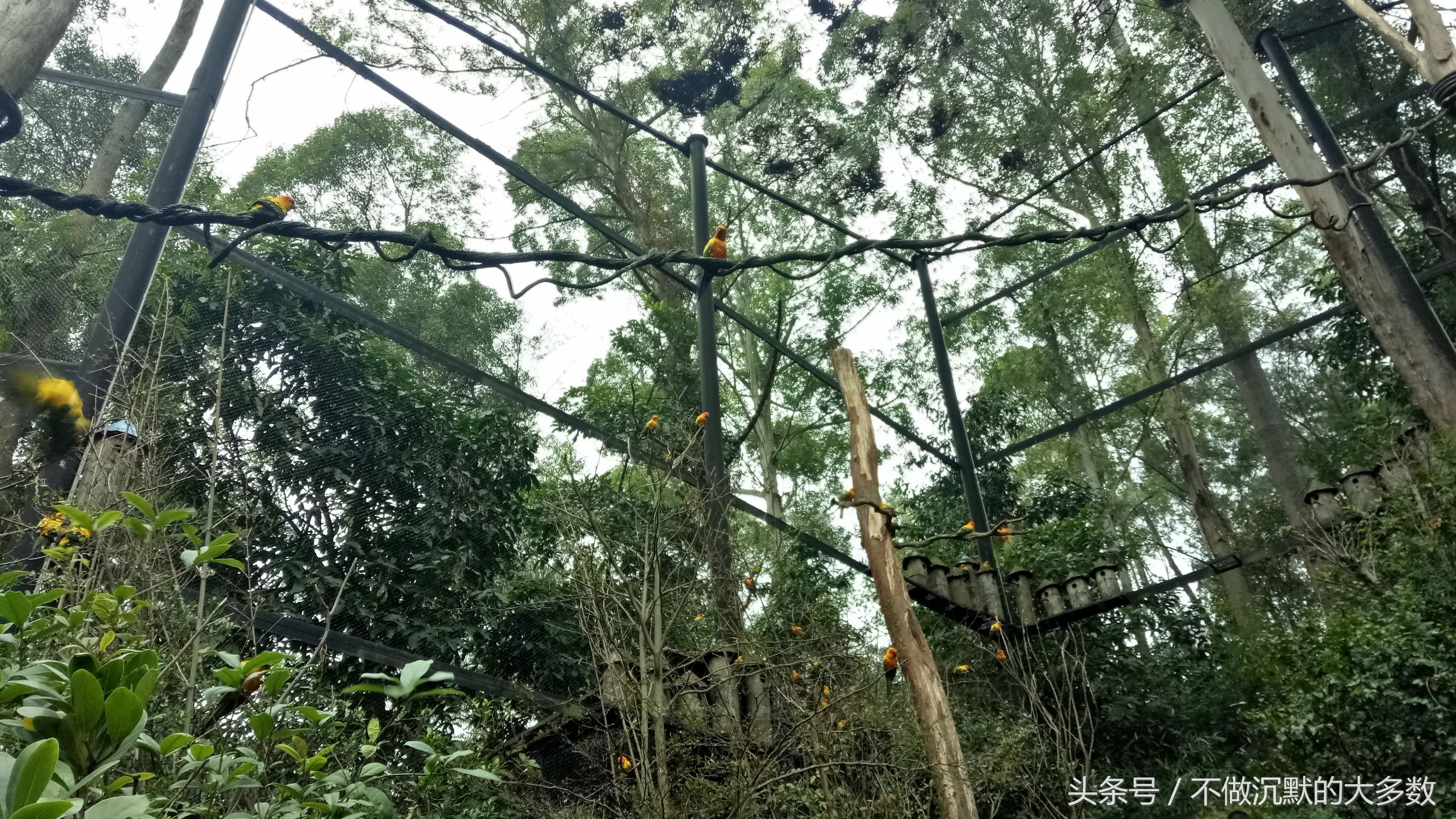 广州长隆野生动物园金蛇秘境直播,长隆野生动物园金蛇秘境害怕吗