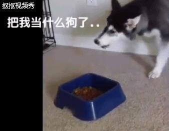 哈士奇不吃狗粮，还骂骂咧咧想掀翻狗盆，二哈真是有脾气