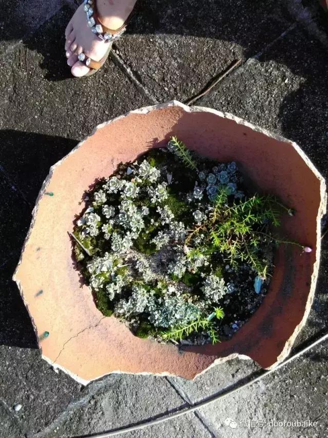 青苔养多肉方法,青苔和多肉种在一起