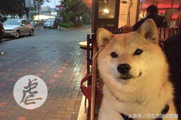 “虐狗霸屏”模式全面开启,但我更想借奇葩大会蔡聪的话祝福你!