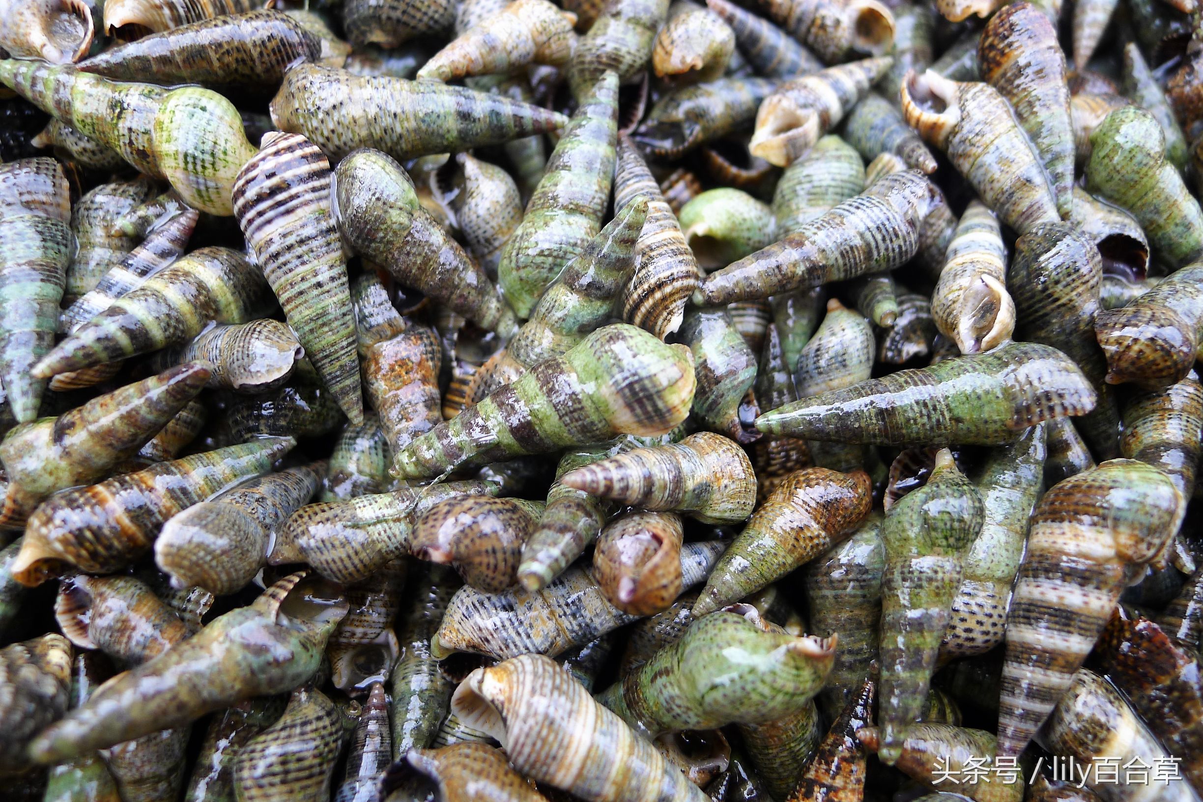 哪些海鲜可以带回家,回家路上可以带海鲜吗