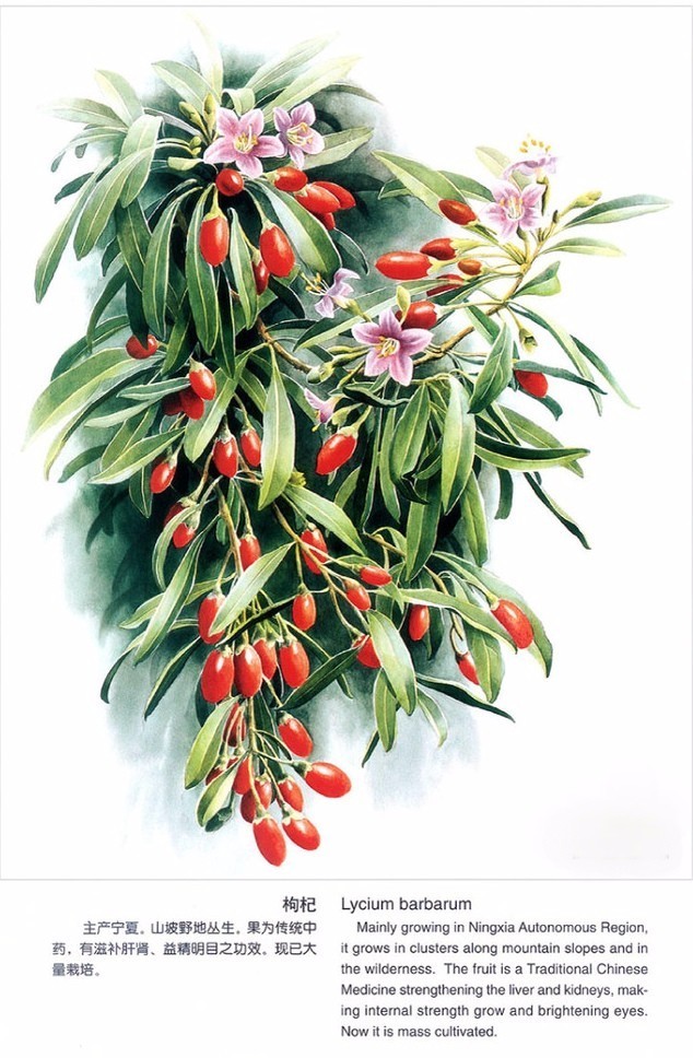 本草纲目中的枸杞,本草纲目枸杞篇