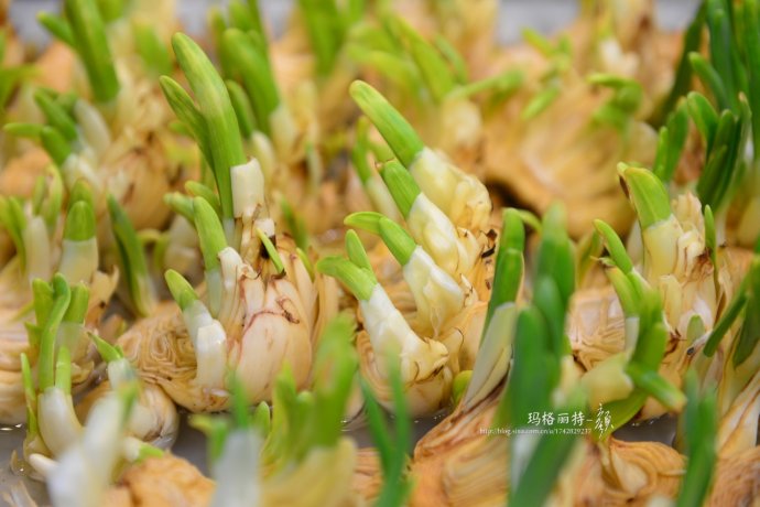 水仙花卉美图,植物水仙子图片