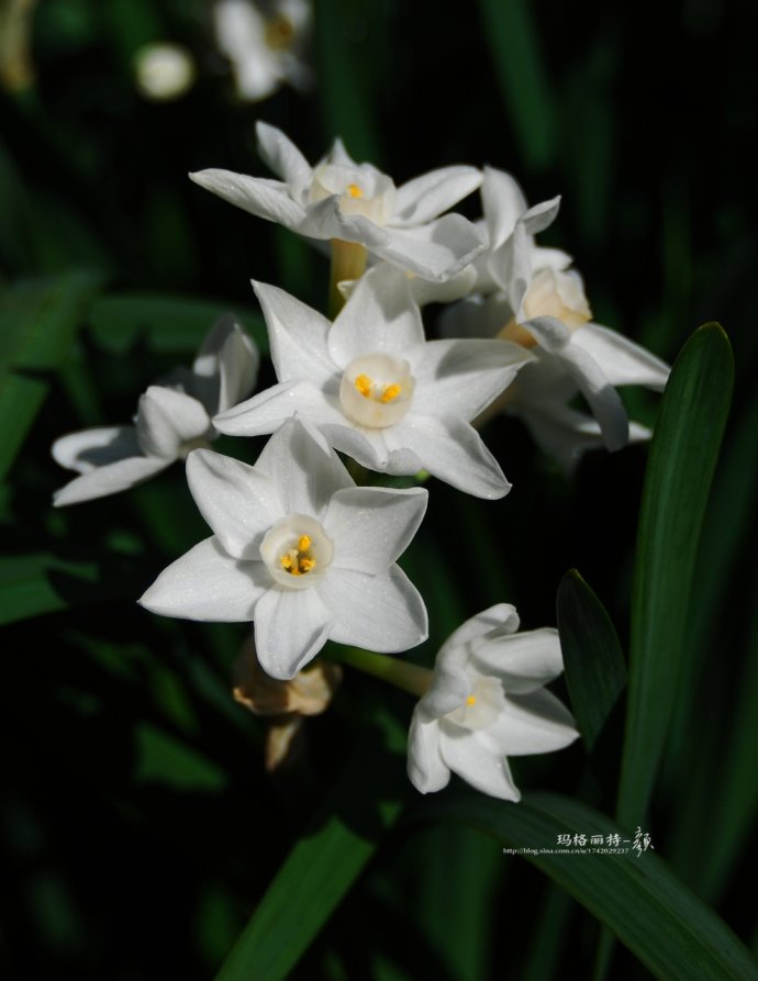 水仙花卉美图,植物水仙子图片