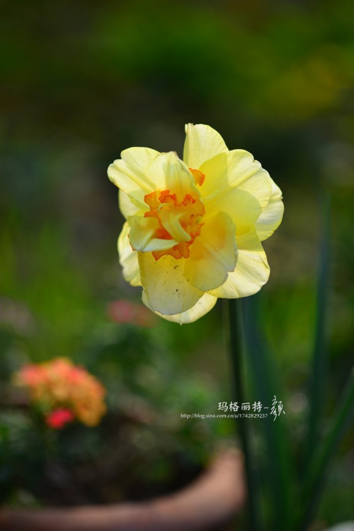 水仙花卉美图,植物水仙子图片