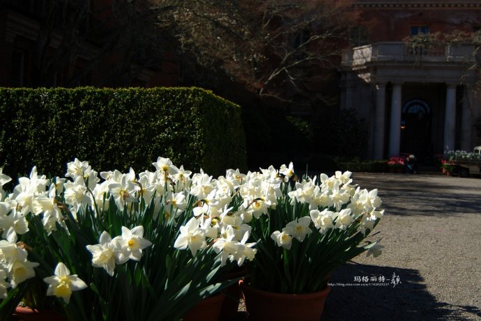 水仙花卉美图,植物水仙子图片