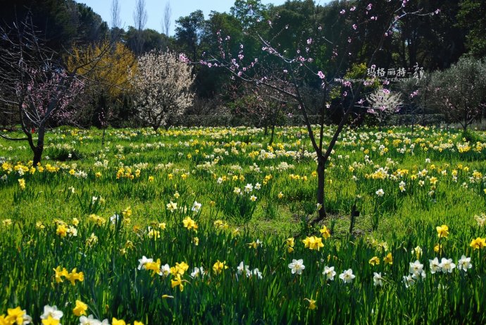 水仙花卉美图,植物水仙子图片