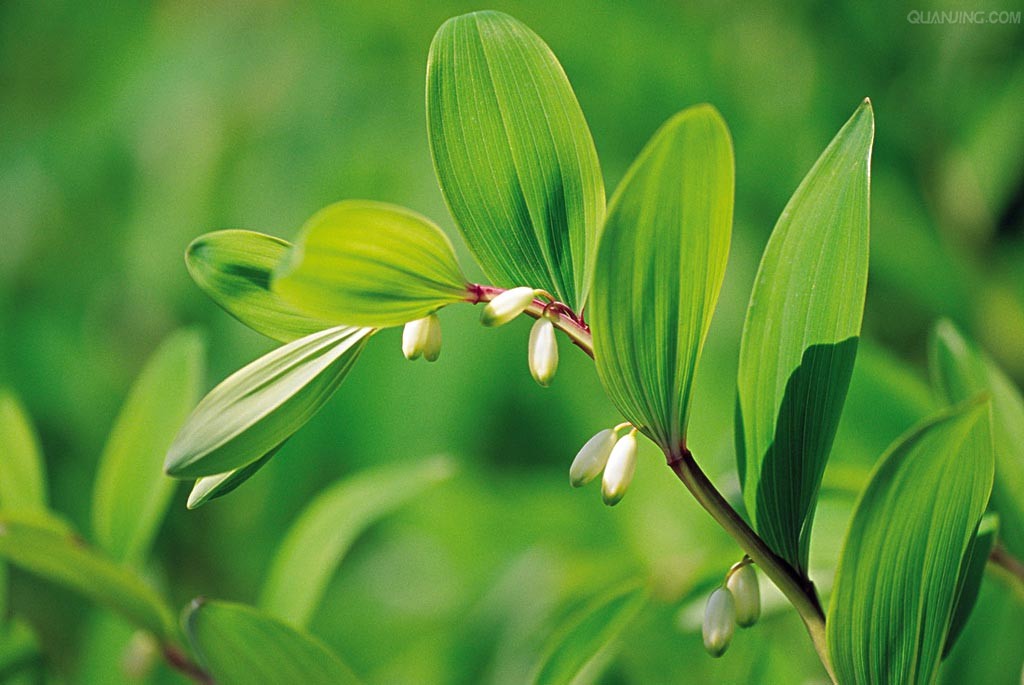 玉竹消除脂肪肝,玉竹茶减肥能喝吗