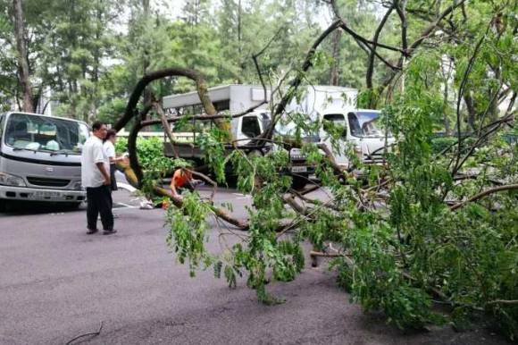 又倒了！那些年新加坡倒掉的大树，和它伤过的人