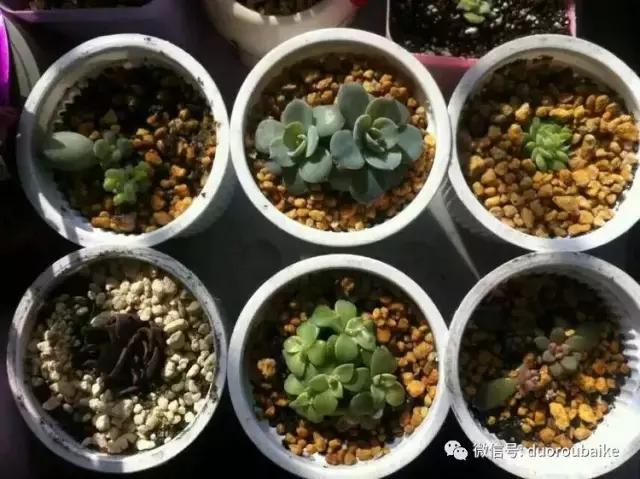 一入肉坑深似海，妈妈姥姥一起上！