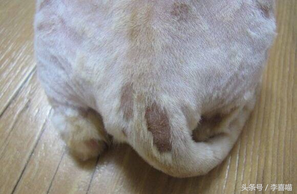 如果猫咪得了猫癣该怎么办,总有人问猫咪生病怎么回答