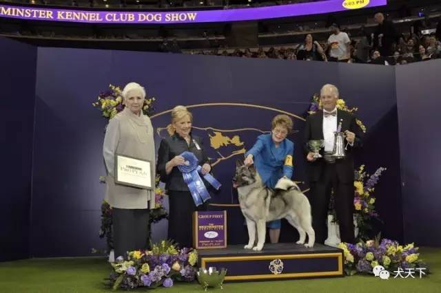 德牧登顶！BIS视频！世界第一犬展2017西敏寺赛果总汇