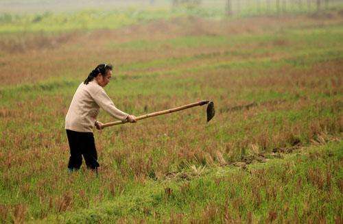 家蛇为什么不能打民间故事,为什么不能打家蛇有科学道理吗