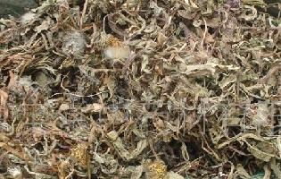 清热解毒杀虫止痒的中药有哪些,清热解毒的中药会使血压升高吗