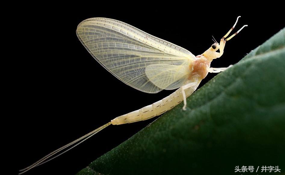 修习|道教绝对经典《抱朴子》,之一