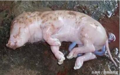 妊娠母猪流产原因,母猪两个月流产的原因