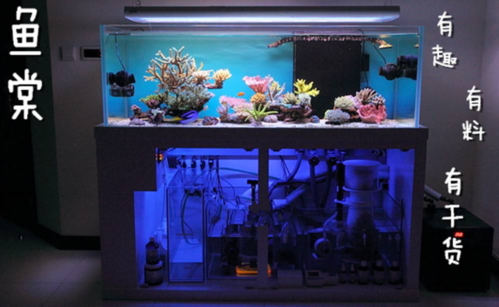 不同水温如何喂锦鲤,不同鱼的养法和技巧