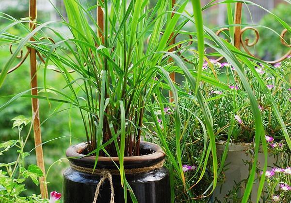 各种可食用香草的盆栽方法,4种好看又易养的香草