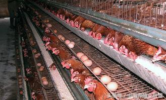 蛋鸡主要问题,蛋鸡难养