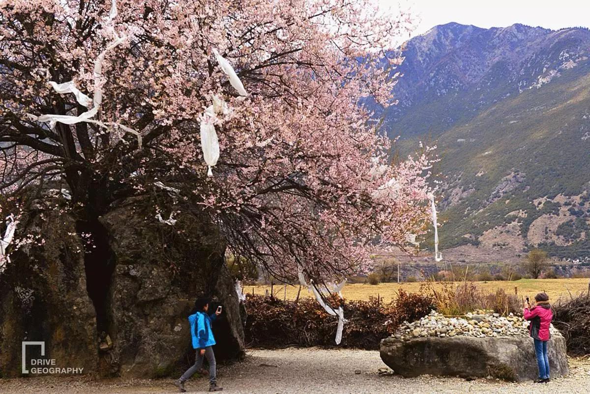 连联合国都赞不绝口的百里桃花,你真的不带她看一下吗?