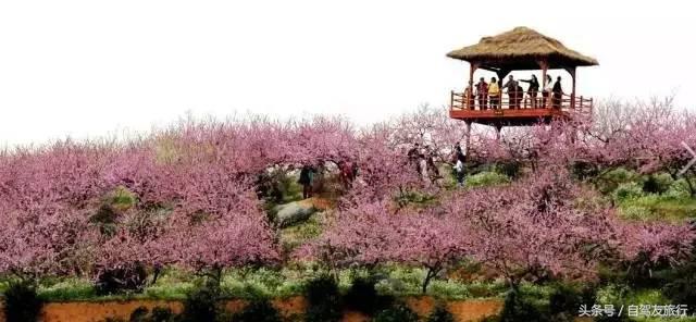 湖南赏花自驾游攻略,湖南旅游赏花攻略