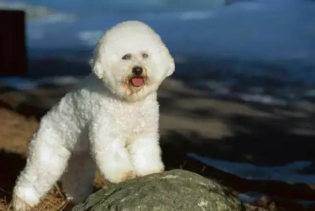 比熊犬被弃养,因伤心而自杀,太可怜了