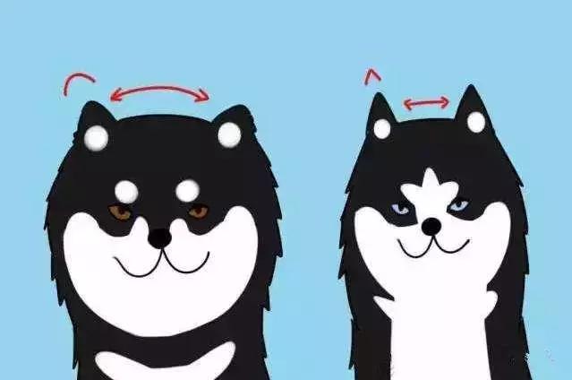 你绝不知道，哈士奇和阿拉斯加差别最大的地方原来是……菊花！