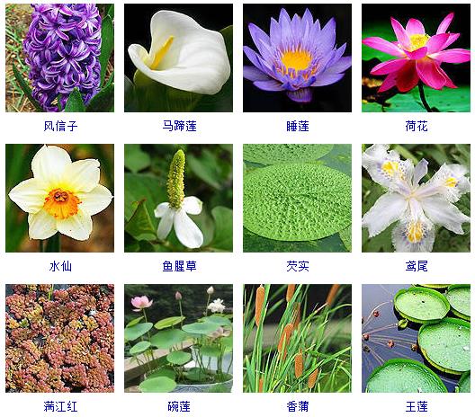 可以水养的常见的草,可以水养观赏的蔬菜