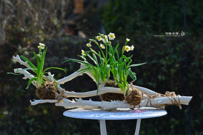 水仙花卉美图,植物水仙子图片