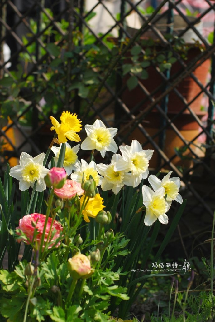 水仙花卉美图,植物水仙子图片