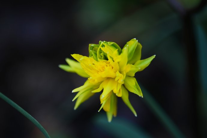水仙花卉美图,植物水仙子图片