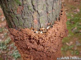 果园白蚁彻底消灭的方法,果树白蚁如何防治