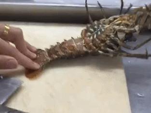 皮皮虾的新技能，随随便便做500个仰卧起坐