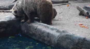 皮皮虾的新技能，随随便便做500个仰卧起坐