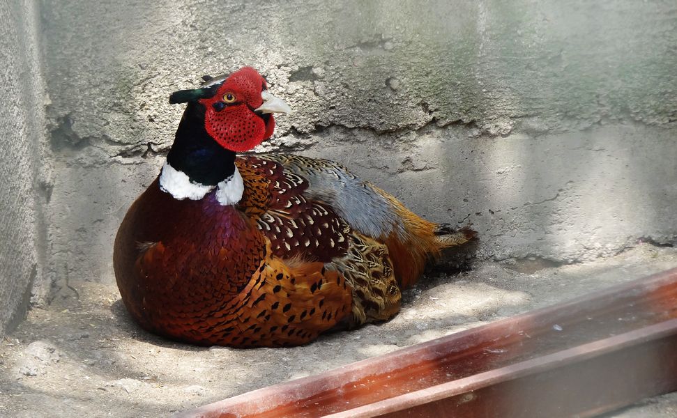 沈阳鸟岛视频,沈阳都有啥桥