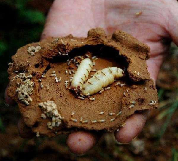 蚂蚁竟然是地球进化最完美的生物,蚂蚁是怎么从地球进化来的