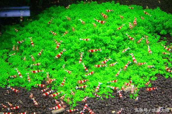 水晶虾繁殖需要什么条件,水晶虾一次可以繁殖几只
