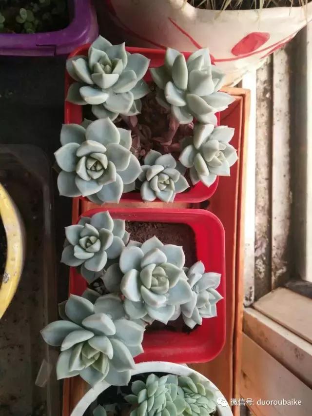 一入肉坑深似海，妈妈姥姥一起上！