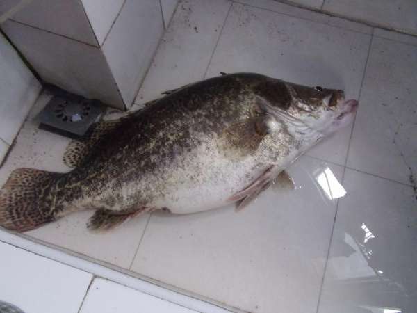 牛人自制钓鲢鱼饵,自制鱼竿钓七星鱼