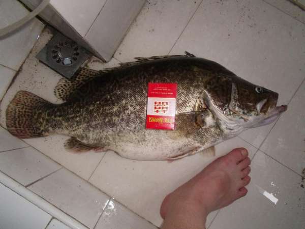 牛人自制钓鲢鱼饵,自制鱼竿钓七星鱼