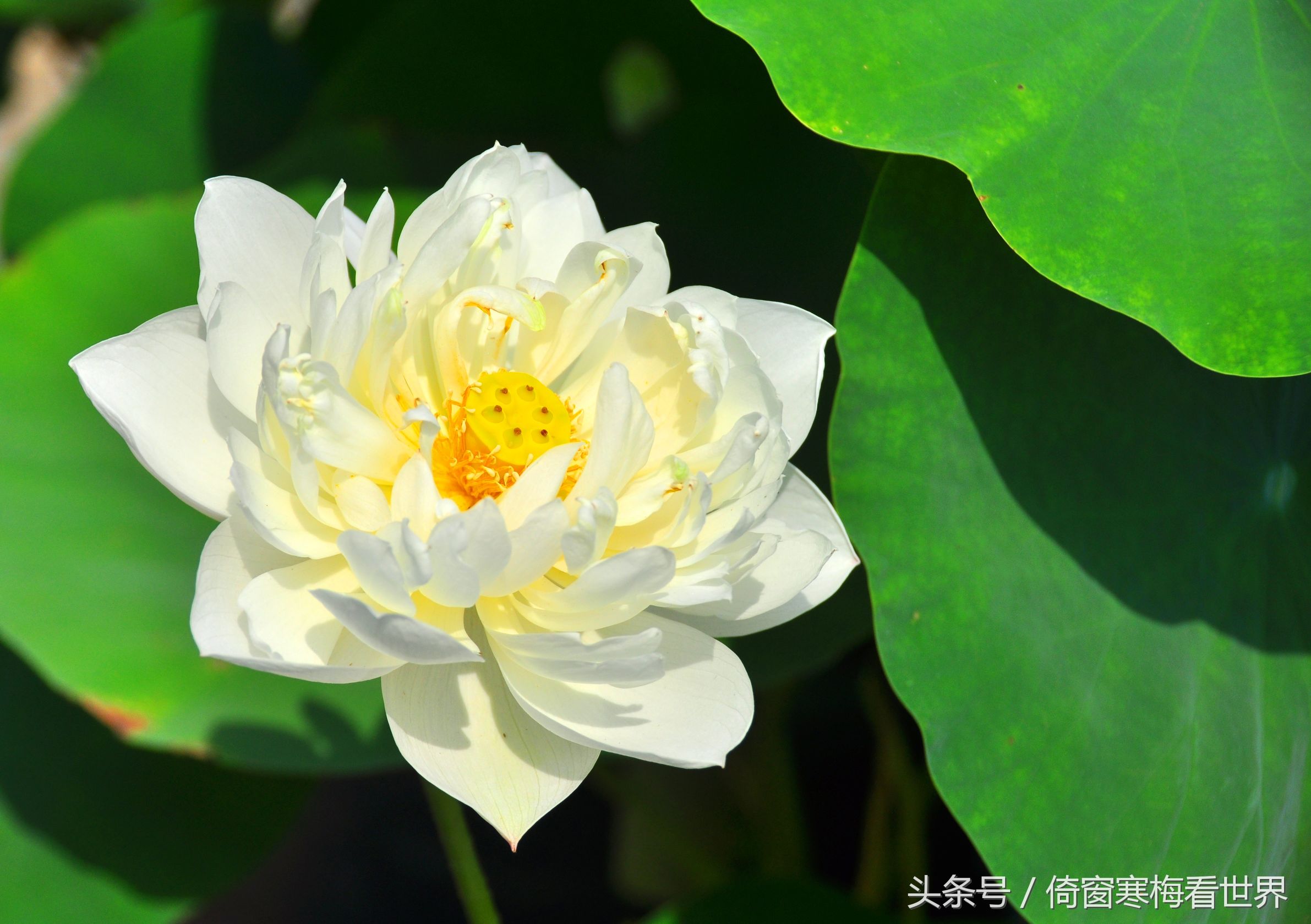 以莲花为名的景点,北京莲花池公园里有莲花亭吗