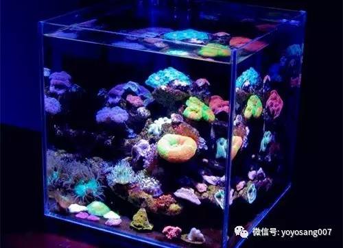 不同水温如何喂锦鲤,不同鱼的养法和技巧