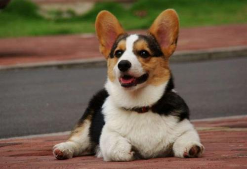 柯基狗后腿总是发抖什么原因,柯基犬腿发抖怎么回事