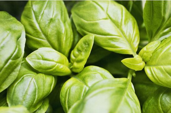 各种可食用香草的盆栽方法,4种好看又易养的香草