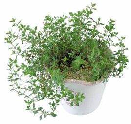 各种可食用香草的盆栽方法,4种好看又易养的香草